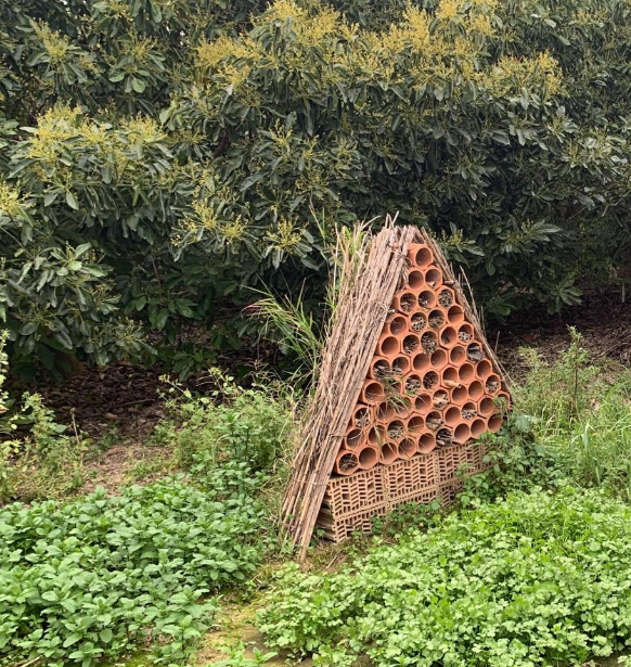 aguacate ecológico en origen