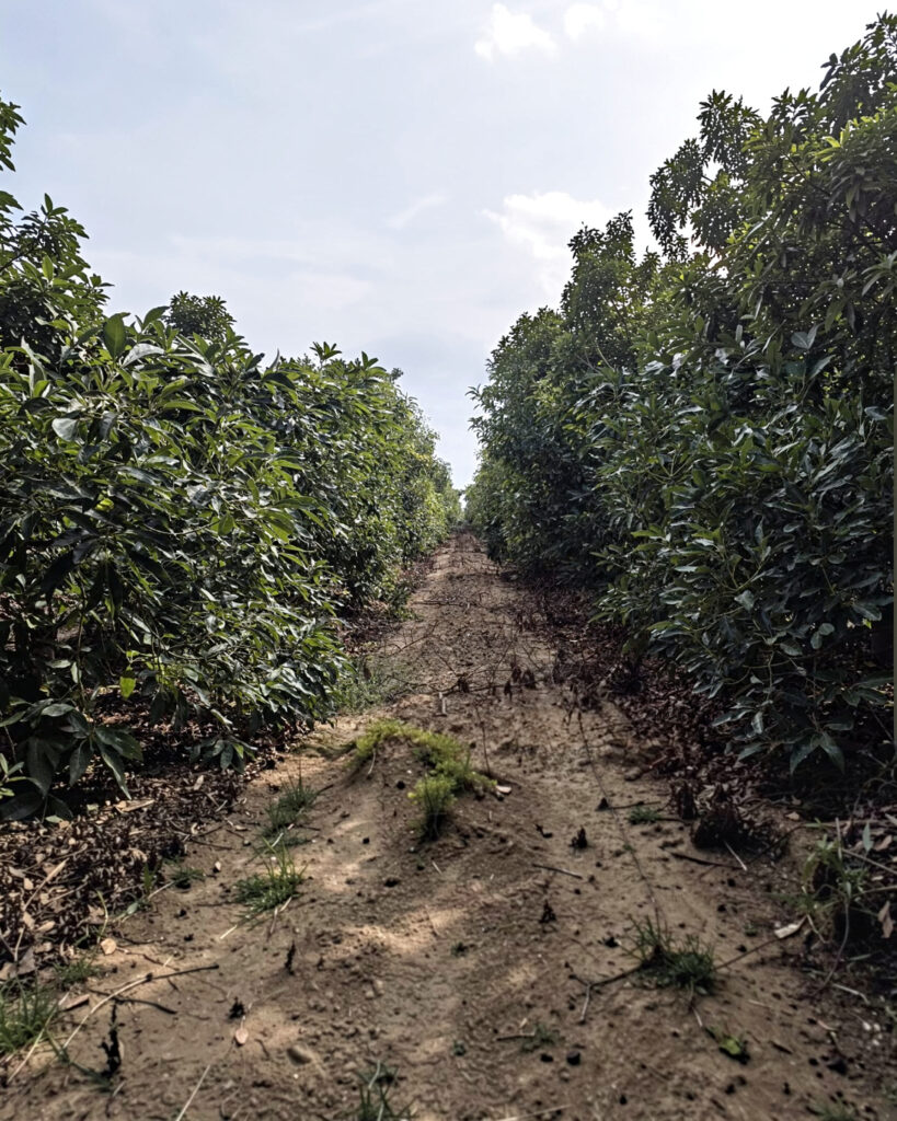 aguacate ecológico en origen