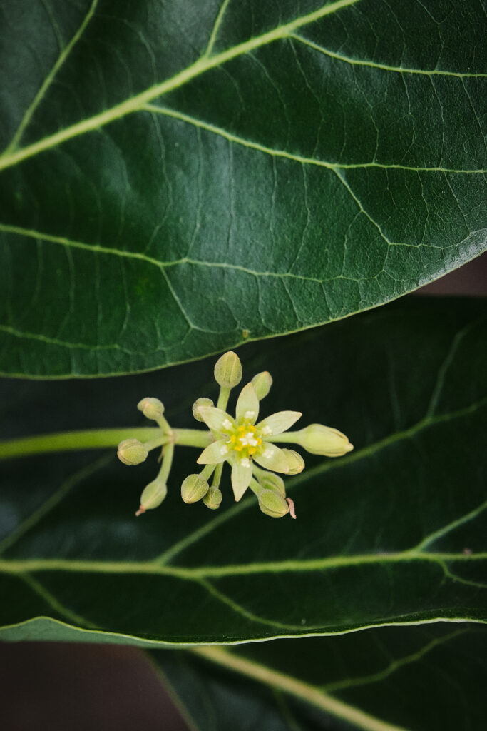 aguacate ecológico en origen