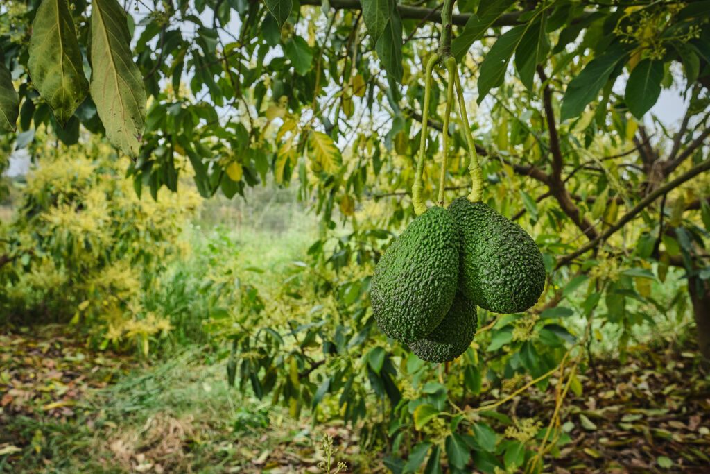 aguacate ecológico en origen