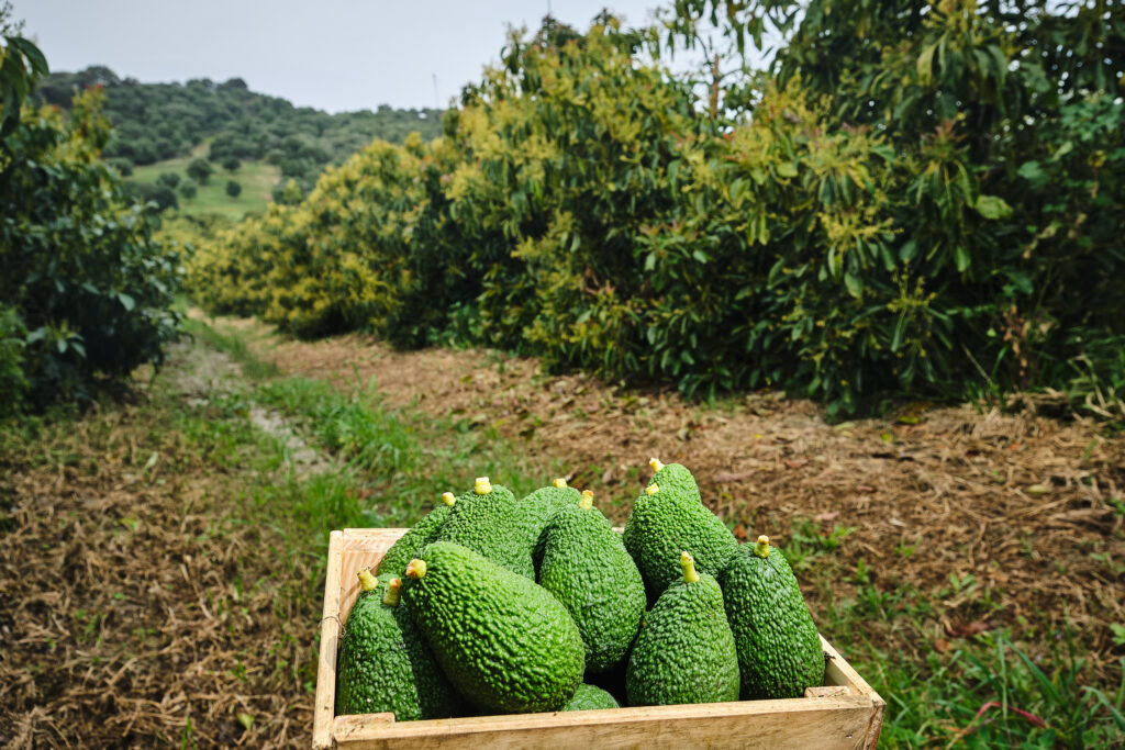 aguacate ecológico en origen