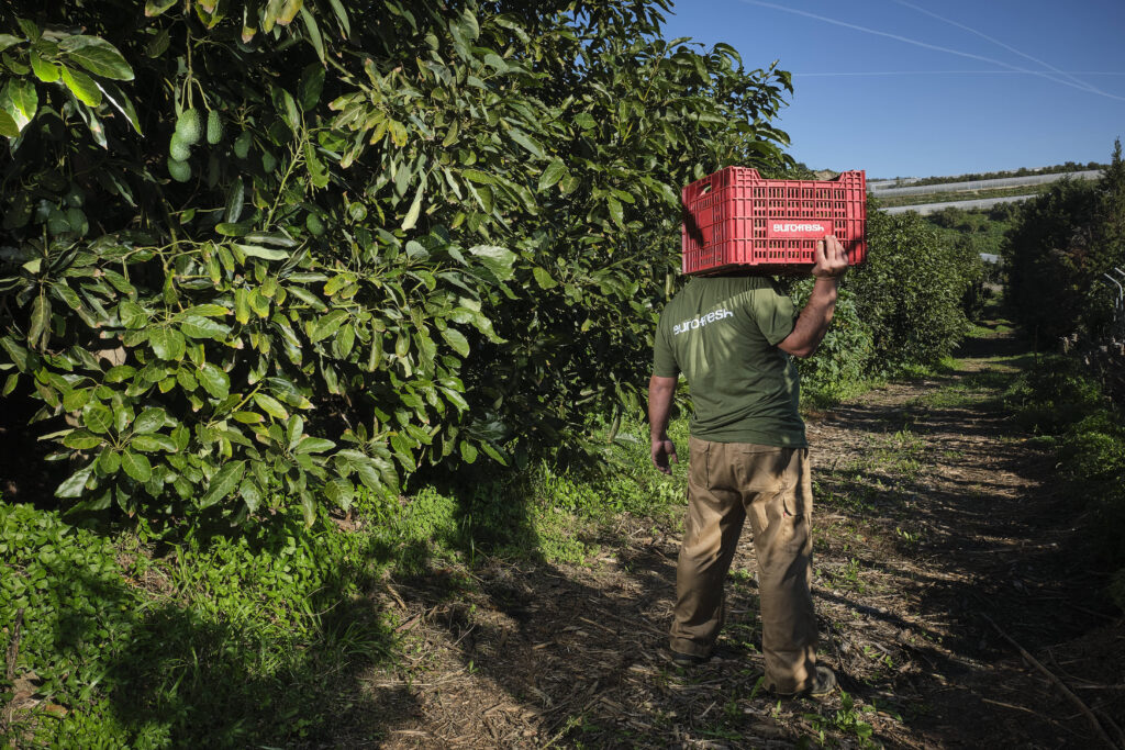 aguacate ecológico en origen